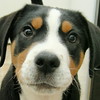 Aaron Eilers > Willy Dog puppy face